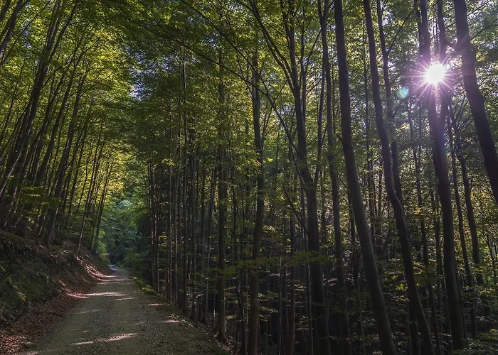 Pohorska Kavarna Guest house 3*